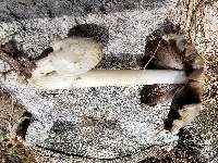 Coprinopsis strossmayeri image