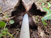 Coprinopsis strossmayeri image