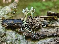 Cordyceps tenuipes image