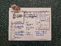 Cordyceps tenuipes image