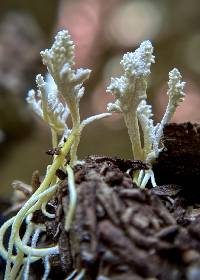 Cordyceps tenuipes image