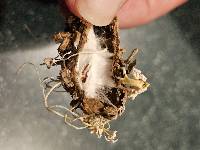 Cordyceps tenuipes image