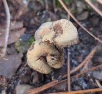 Inocybe tubarioides image