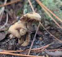 Inocybe tubarioides image