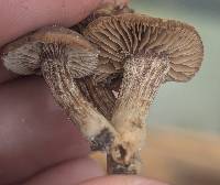 Inocybe tubarioides image