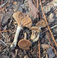 Inocybe tubarioides image