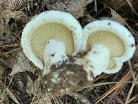 Multifurca ochricompacta image