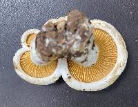 Multifurca ochricompacta image