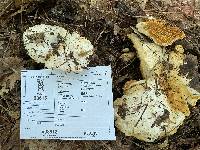 Multifurca ochricompacta image