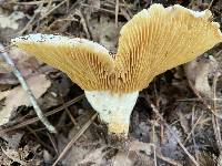 Multifurca ochricompacta image