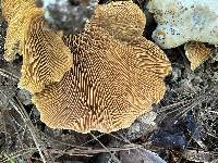 Multifurca ochricompacta image
