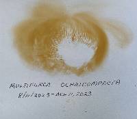 Multifurca ochricompacta image