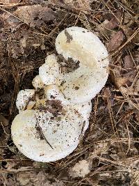 Multifurca ochricompacta image