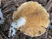 Multifurca ochricompacta image
