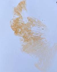 Multifurca ochricompacta image