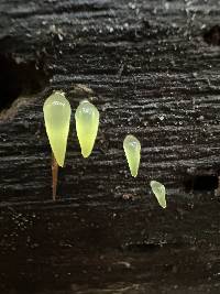 Gloeomucro dependens image