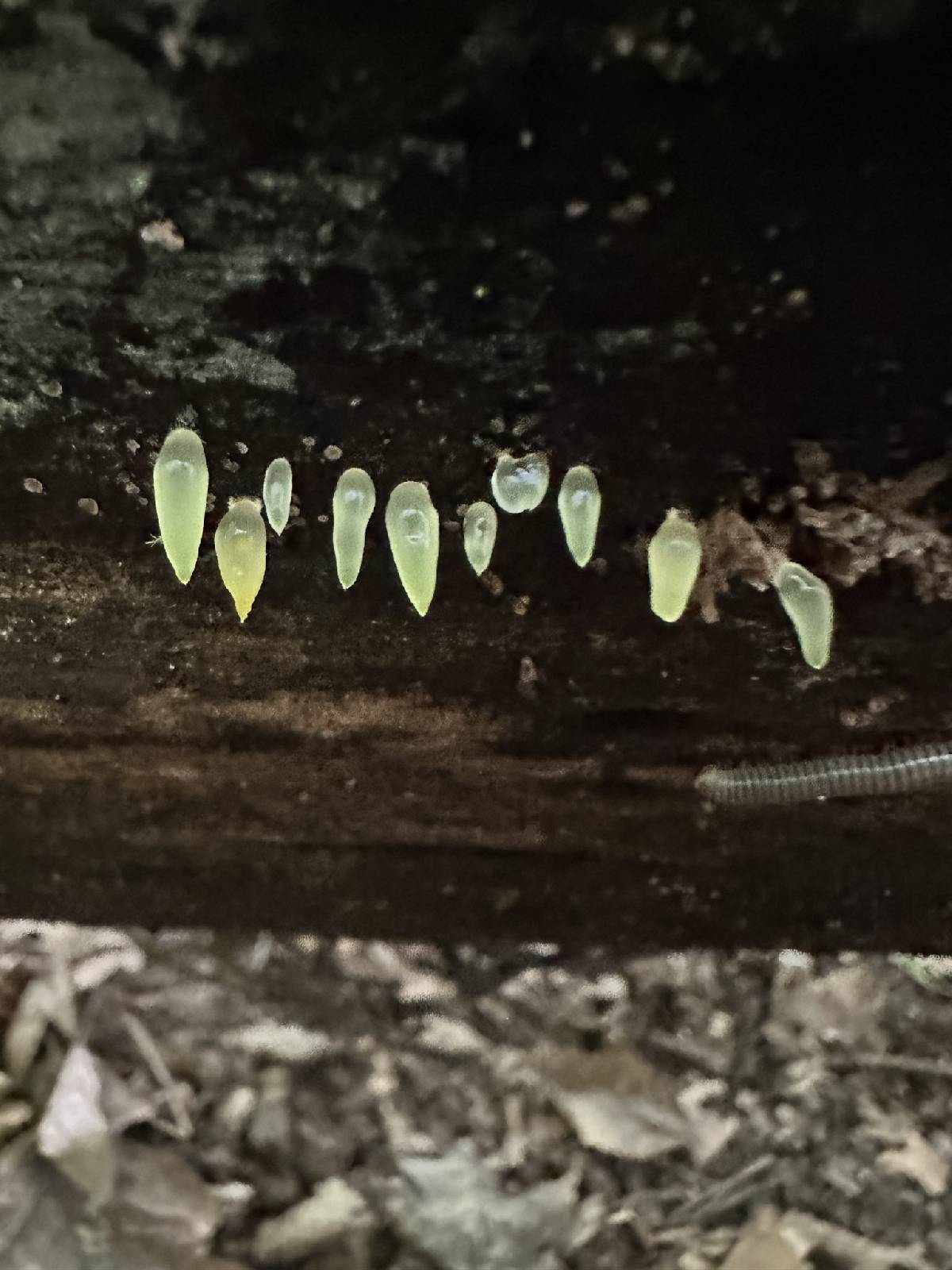 Gloeomucro dependens image
