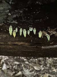 Gloeomucro dependens image