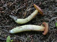 Amoenoboletus weberi image