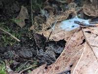 Xylaria tentaculata image
