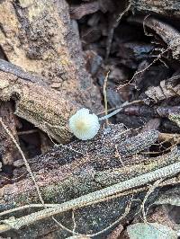 Phloeomana minutula image