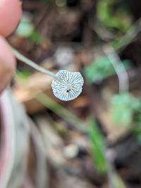Phloeomana minutula image