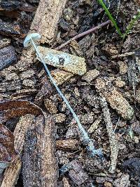 Phloeomana minutula image