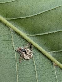 Ophiocordyceps dipterigena image