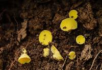 Acervus flavidus image