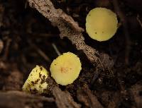 Acervus flavidus image
