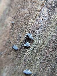 Resupinatus trichotis image