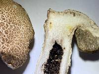 Leccinum rugosiceps image