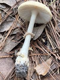 Amanita roseotincta image