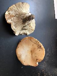 Lactifluus allardii image