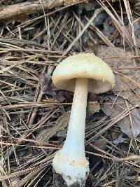 Amanita roseotincta image