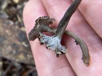 Craterellus carolinensis image