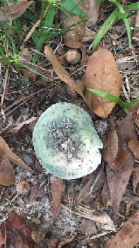 Russula crustosa image