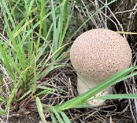 Calvatia cyathiformis image