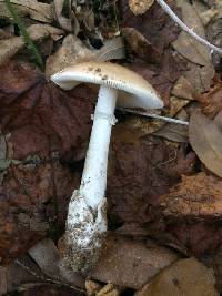 Amanita spreta image