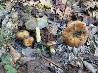 Russula mutabilis image