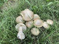 Macrocybe titans image