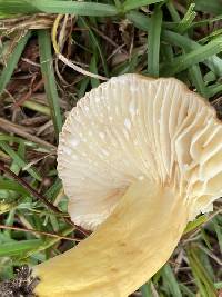 Lactifluus hygrophoroides image