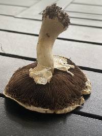 Agaricus arvensis image