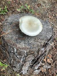 Neolentinus lepideus image