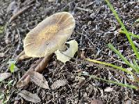 Amanita flavorubens image