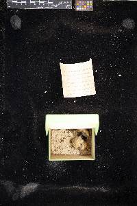 Scleroderma stellatum image
