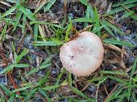 Russula aciculocystis image