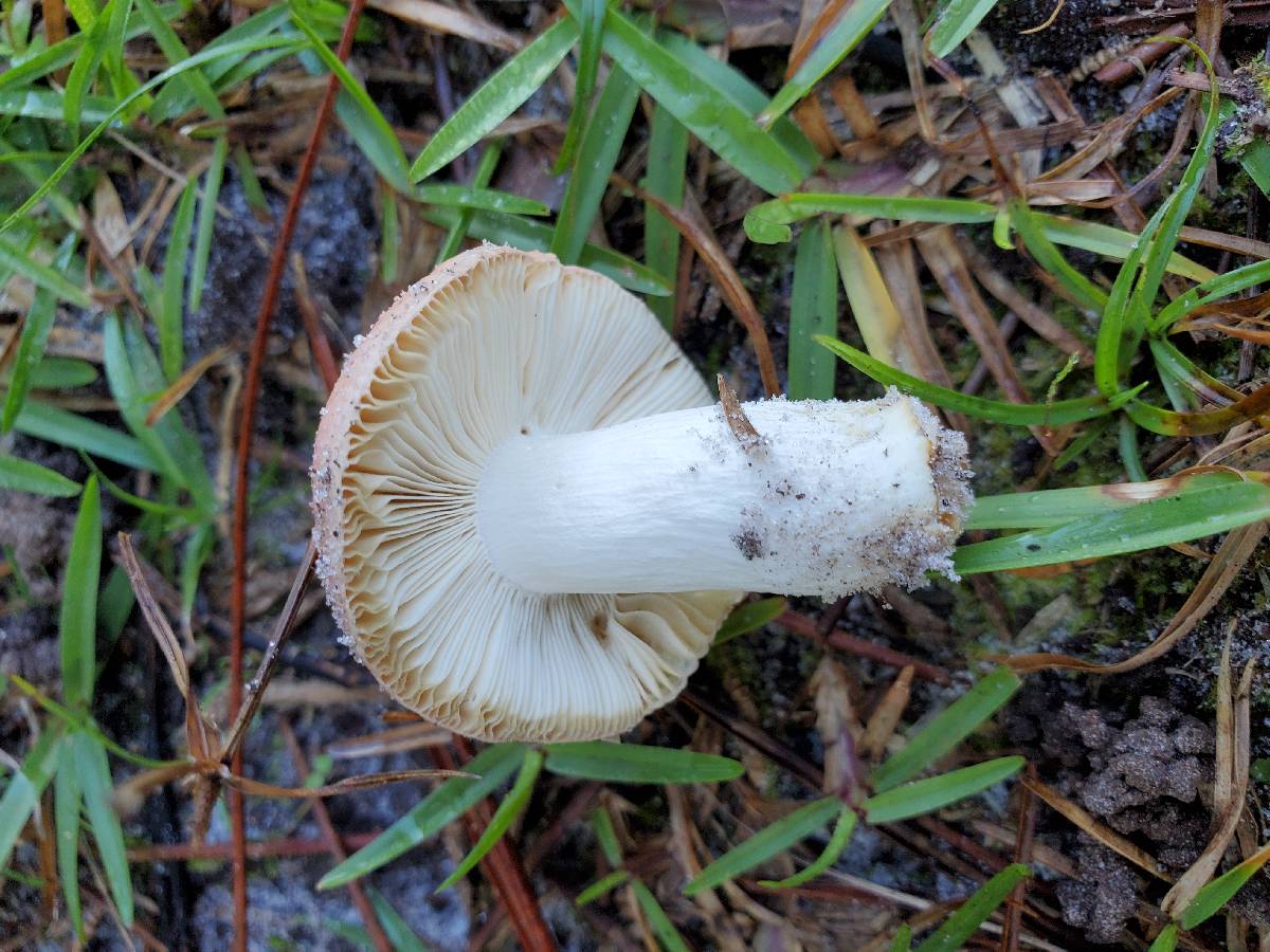 Russula aciculocystis image