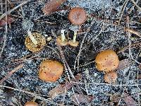 Pholiota highlandensis image