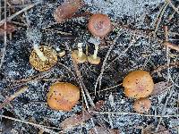 Pholiota highlandensis image